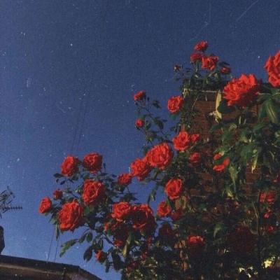 体育高中罗曼史中文破解版(flower boy high)下载